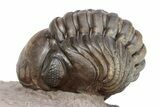 Detailed Metacanthina Trilobite With Enrolled Reedops #254151-7